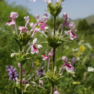 Morina kokanica